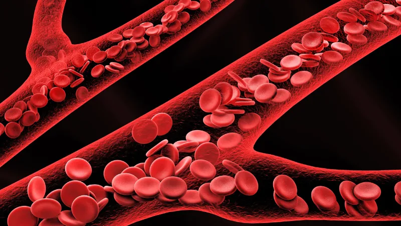 Anatomía y estructura - en qué se diferencian las venas y las arterias