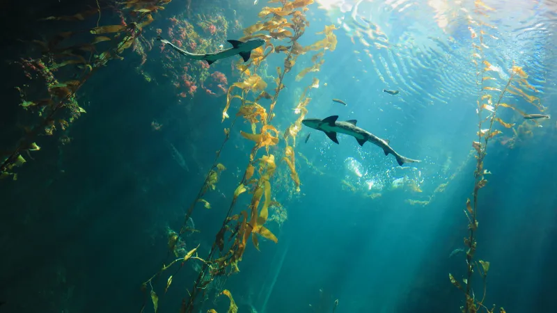 Biodiversidad y ecosistemas la vida en el agua