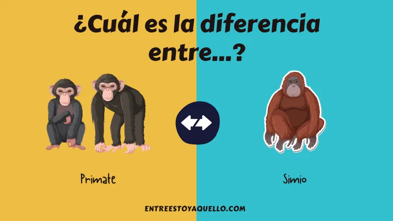 Cuál es la diferencia entre un primate y un simio