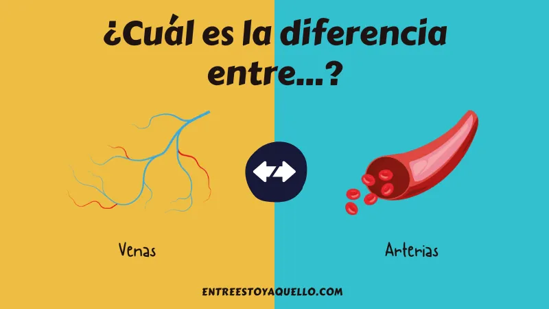 Cuál es la diferencia entre venas y arterias