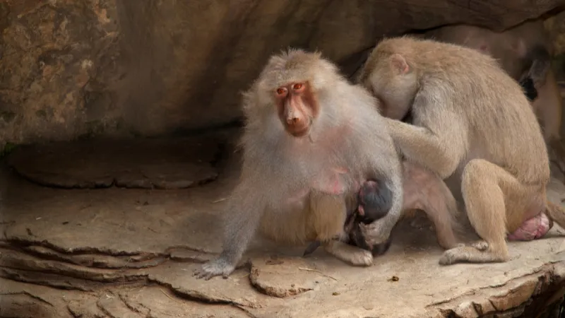 Diferencias físicas entre primates y simios