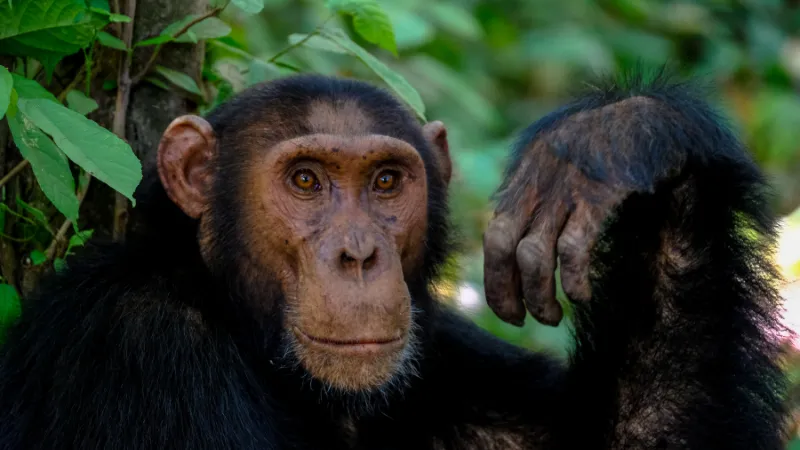 Historia evolutiva de los primates