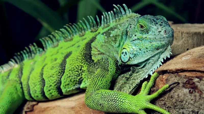 Los reptiles son principalmente ovíparo